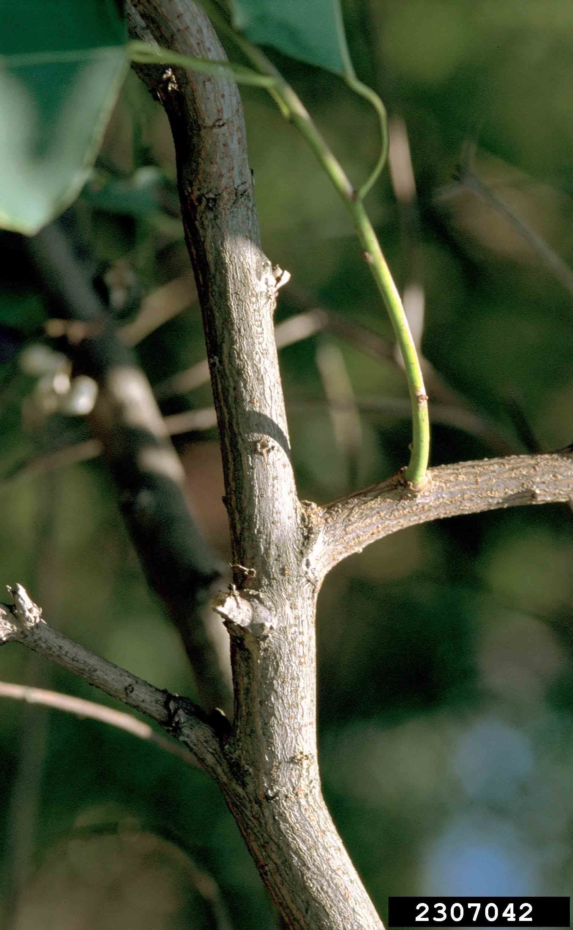 Chinese tallowtree branch