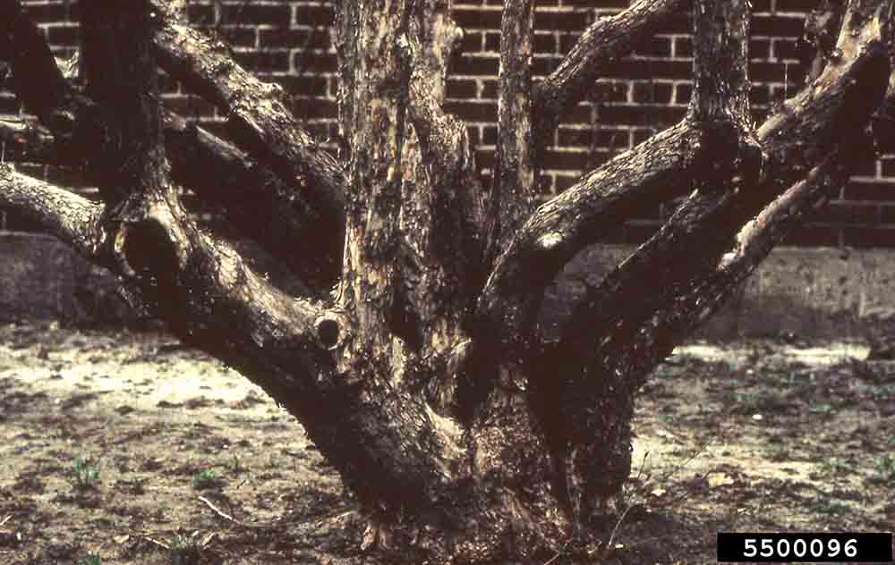 Cornelian cherry dogwood trunk
