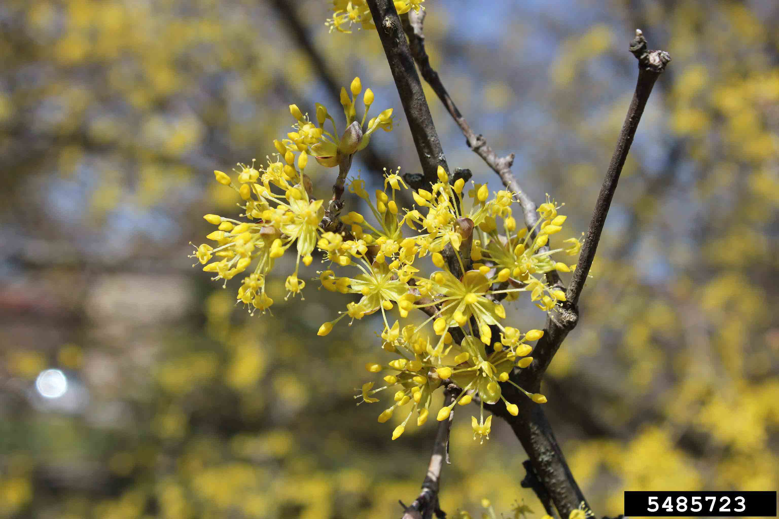Cornelian cherry dogwood flowers in umbels