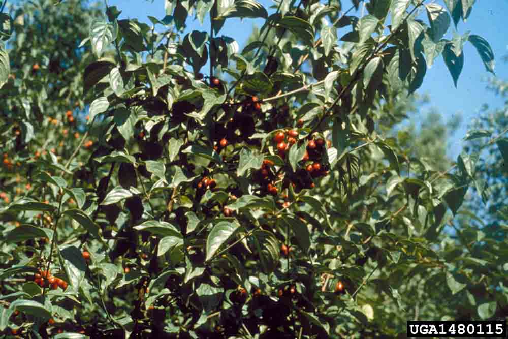 Cornelian cherry dogwood leaves, with opposite arrangement and untoothed margins
