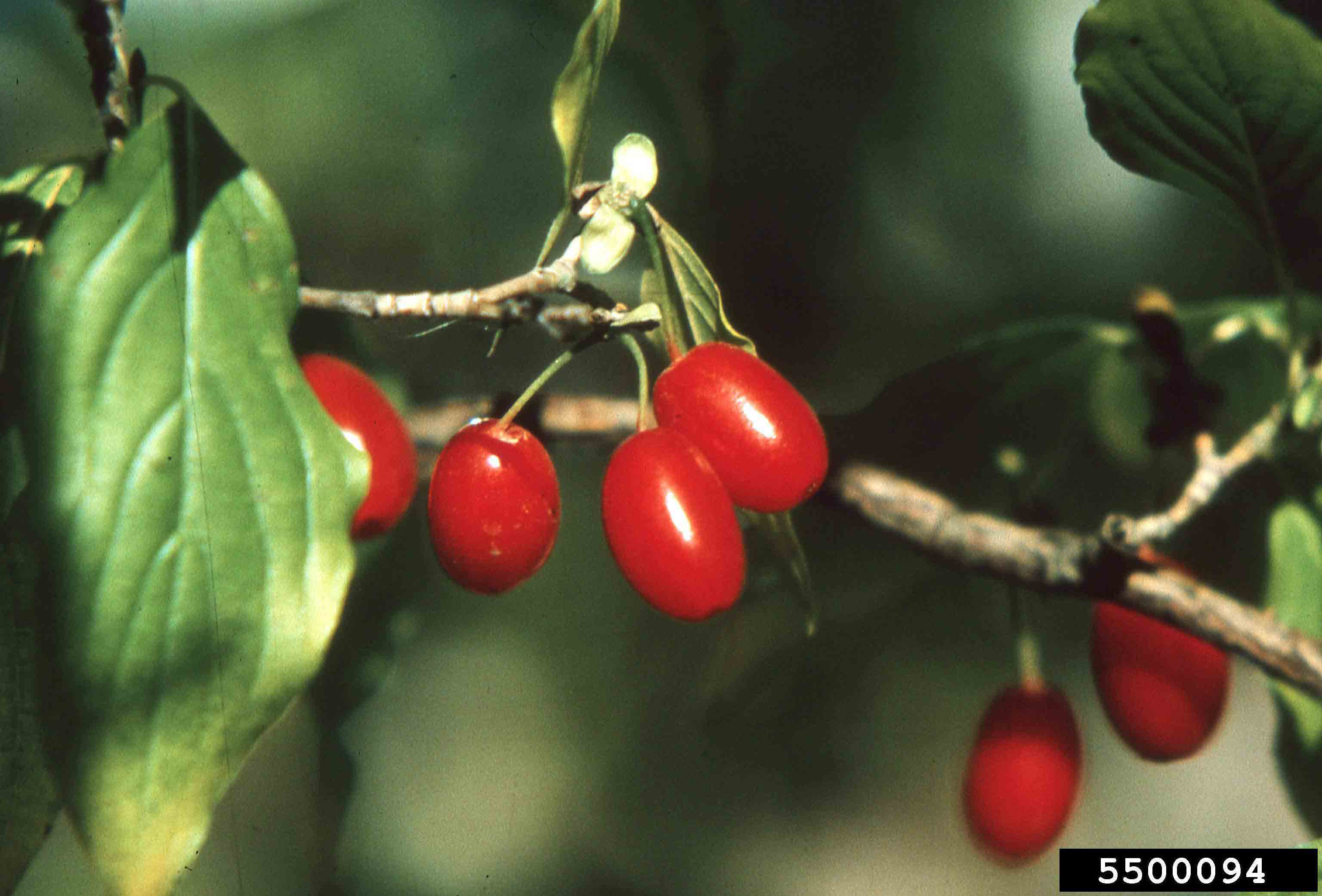 Cornelian cherry dogwood fruit