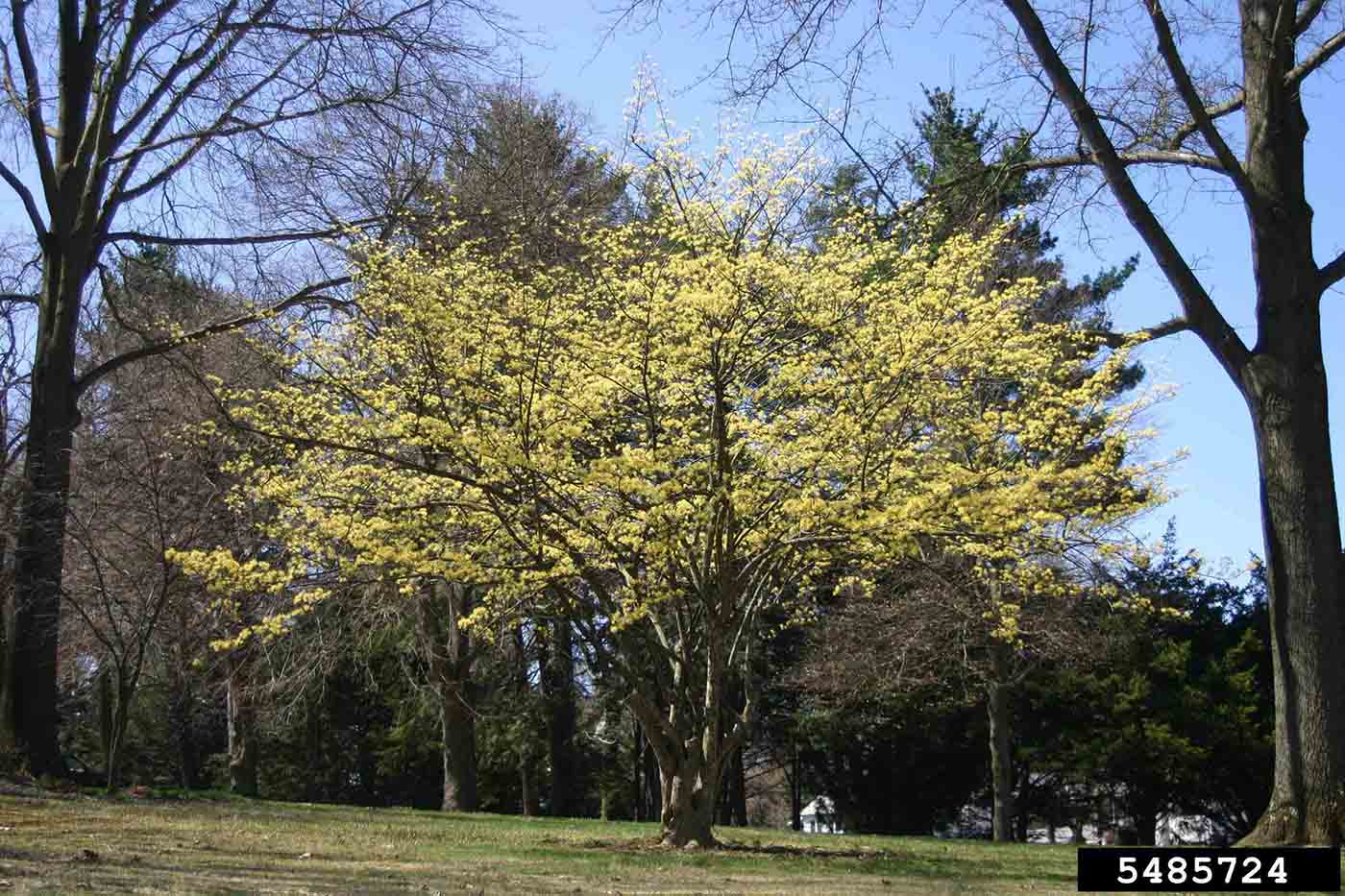 Cornelian cherry dogwood tree in bloom