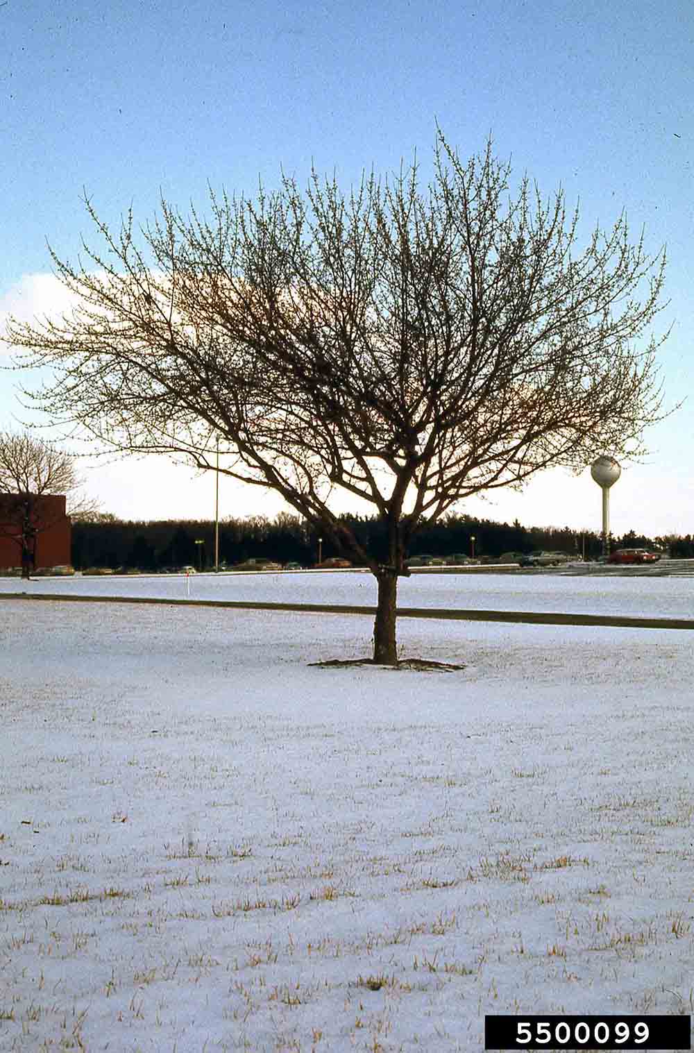 Cornelian cherry dogwood tree habit, winter