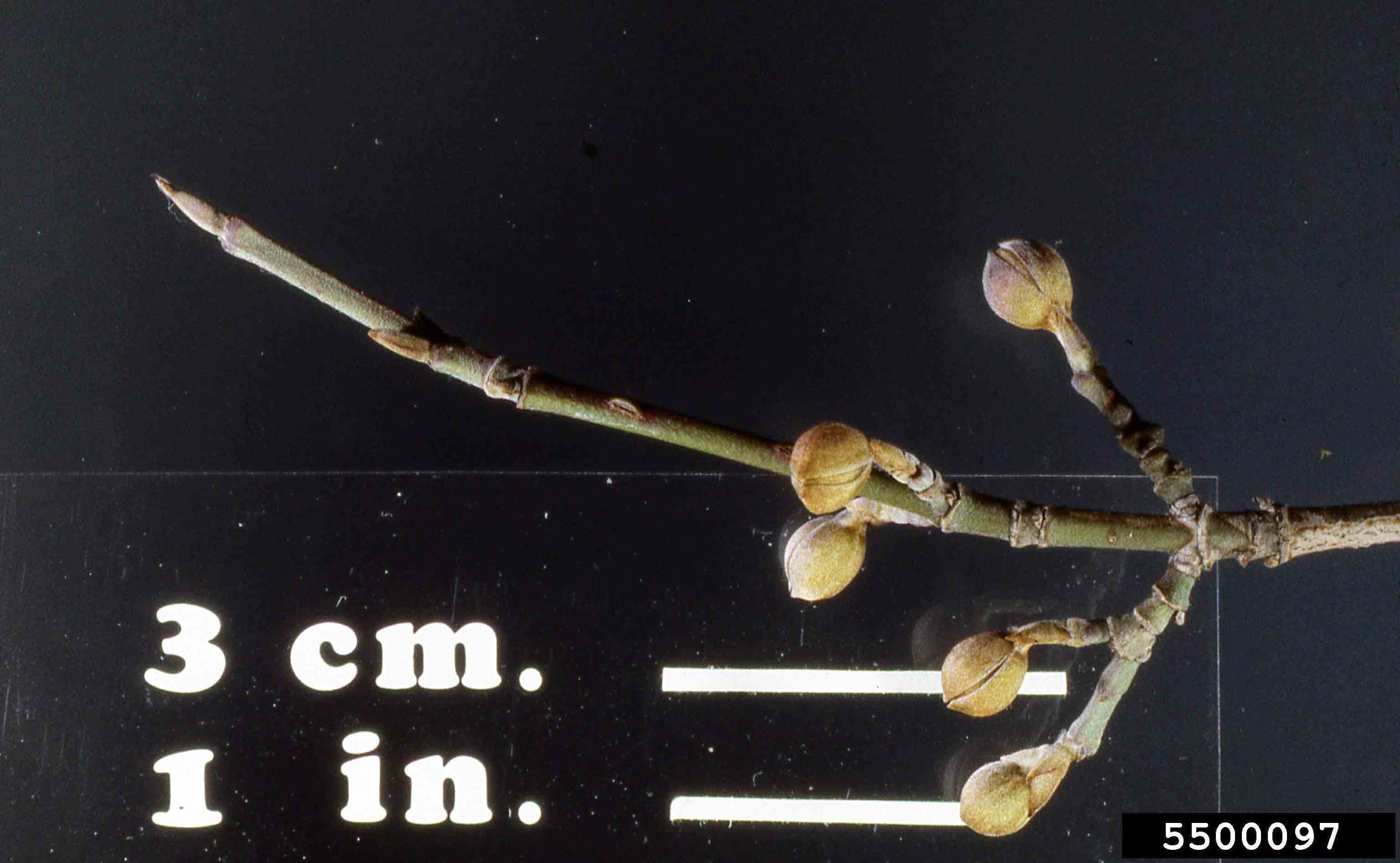 Cornelian cherry dogwood twig with buds