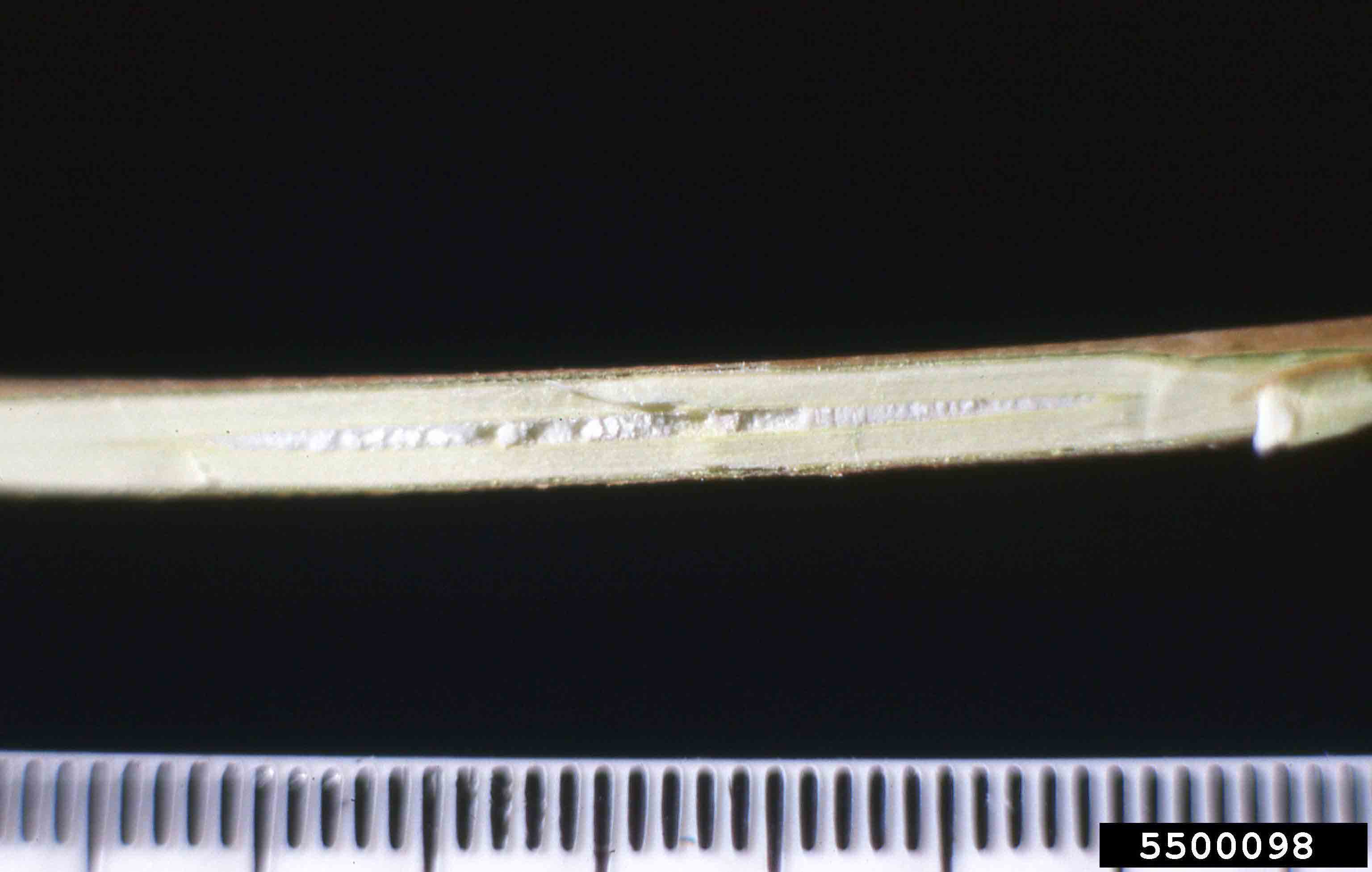 Cornelian cherry twig