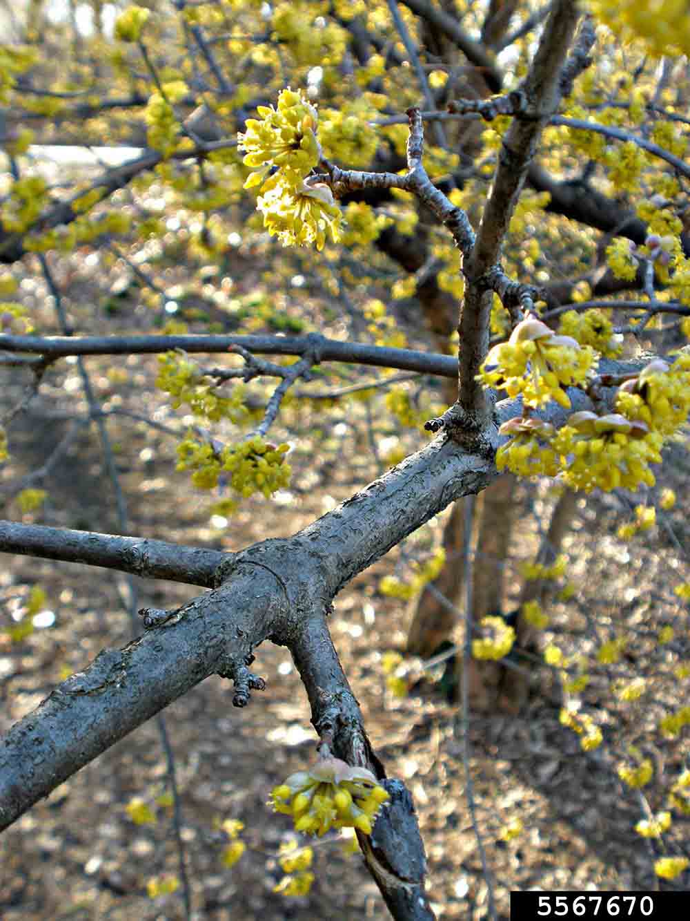 Cornelian cherry dogwood branch
