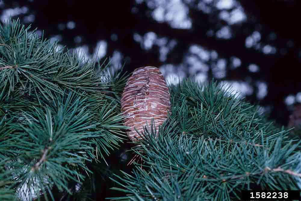 Deodar cedar foliage and cone