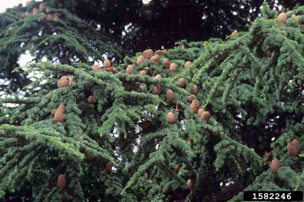 Deodar cedar foliage and cones