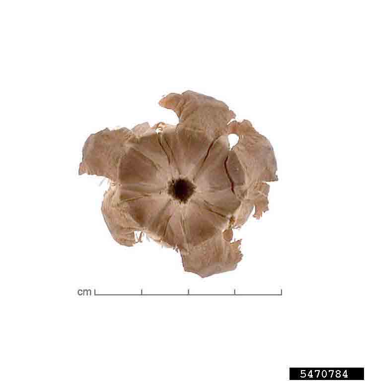 Deodar cedar cone, from base