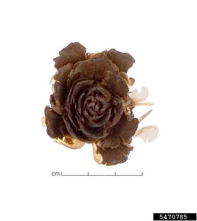 Deodar cedar cone, from top