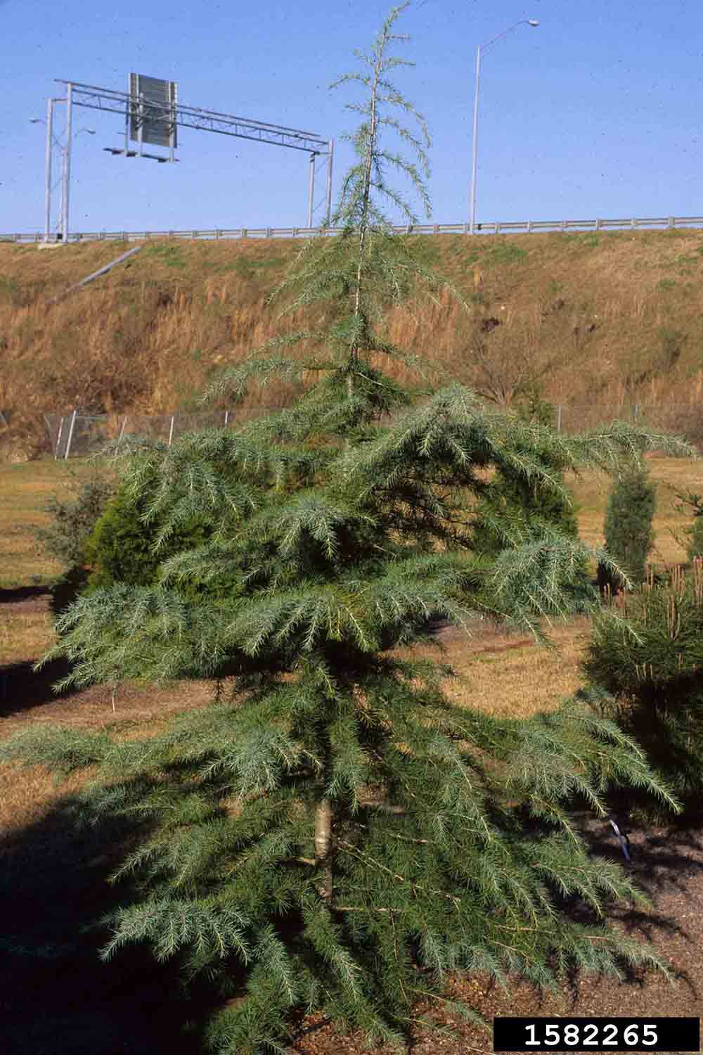 Deodar cedar cultivar