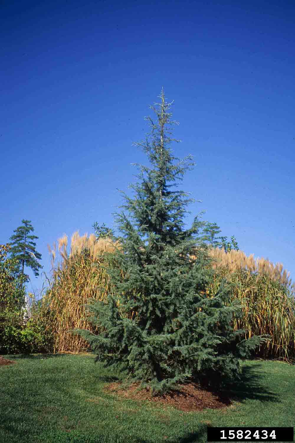Deodar cedar cultivar