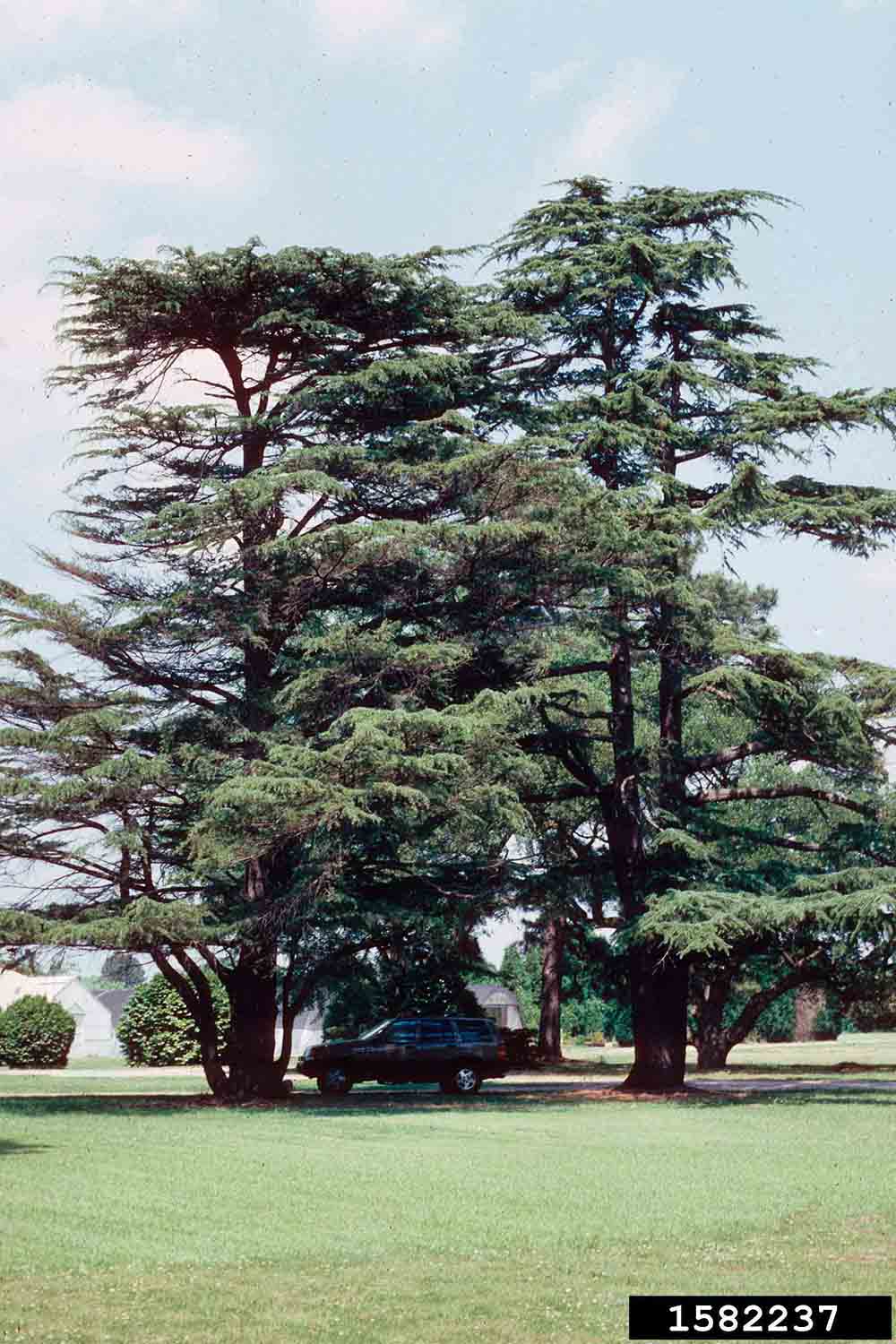 Deodar cedar trees