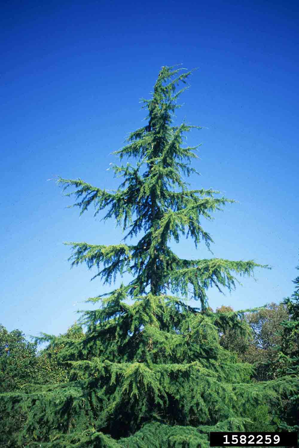 Deodar cedar tree