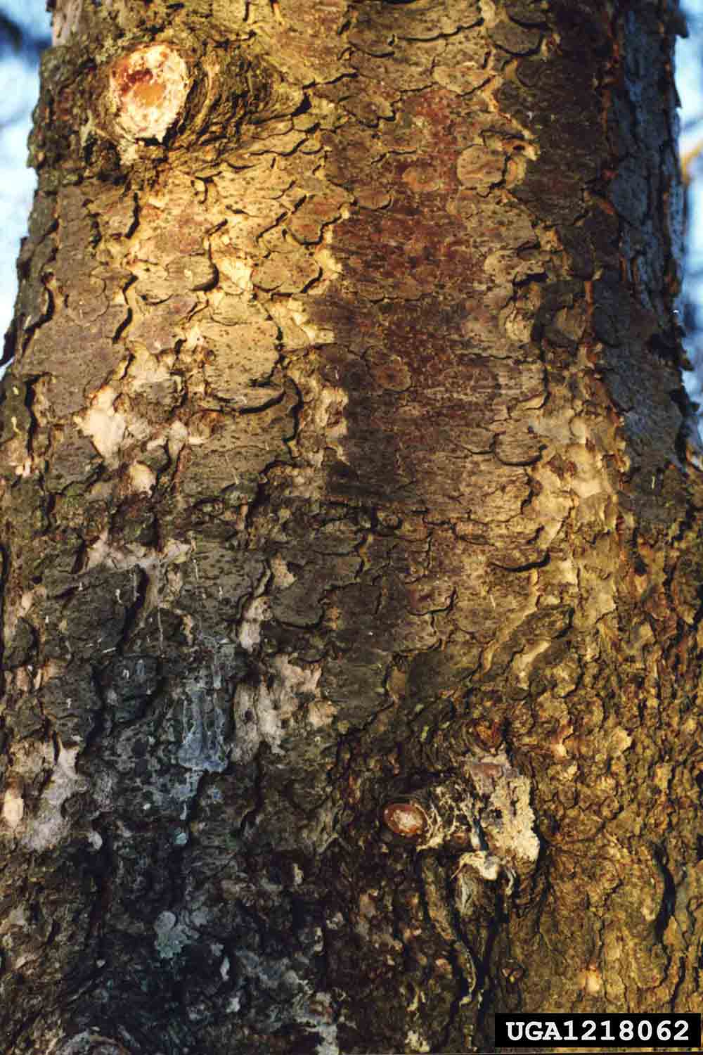 Douglas fir bark on trunk