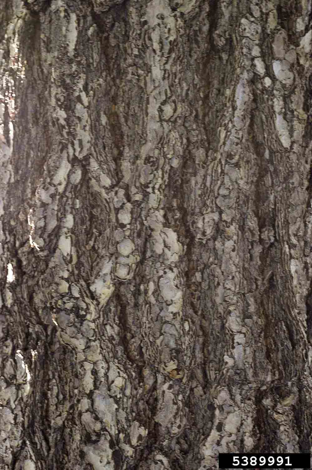 Douglas fir bark on trunk