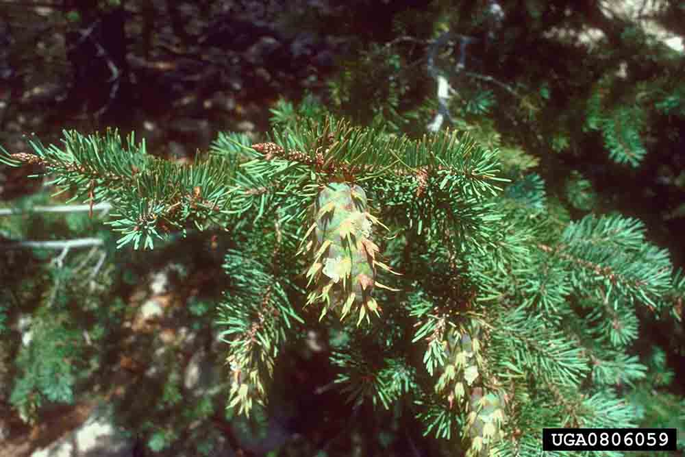 Douglas fir cone