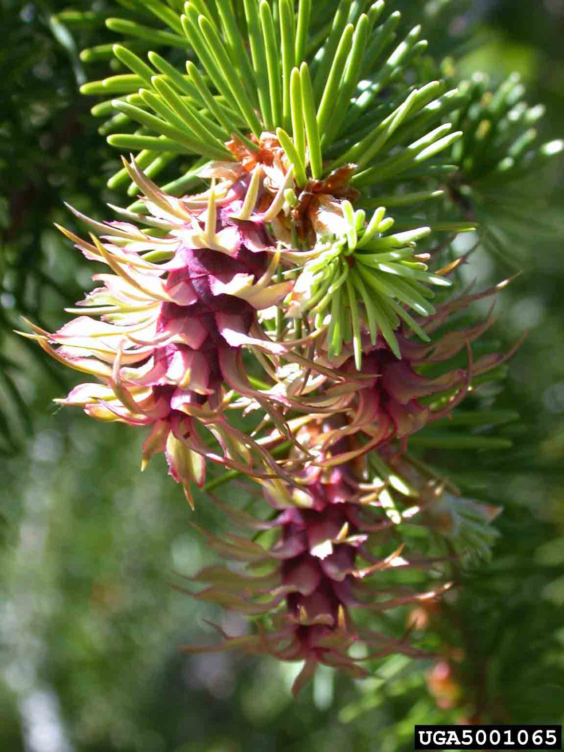 Douglas fir cones