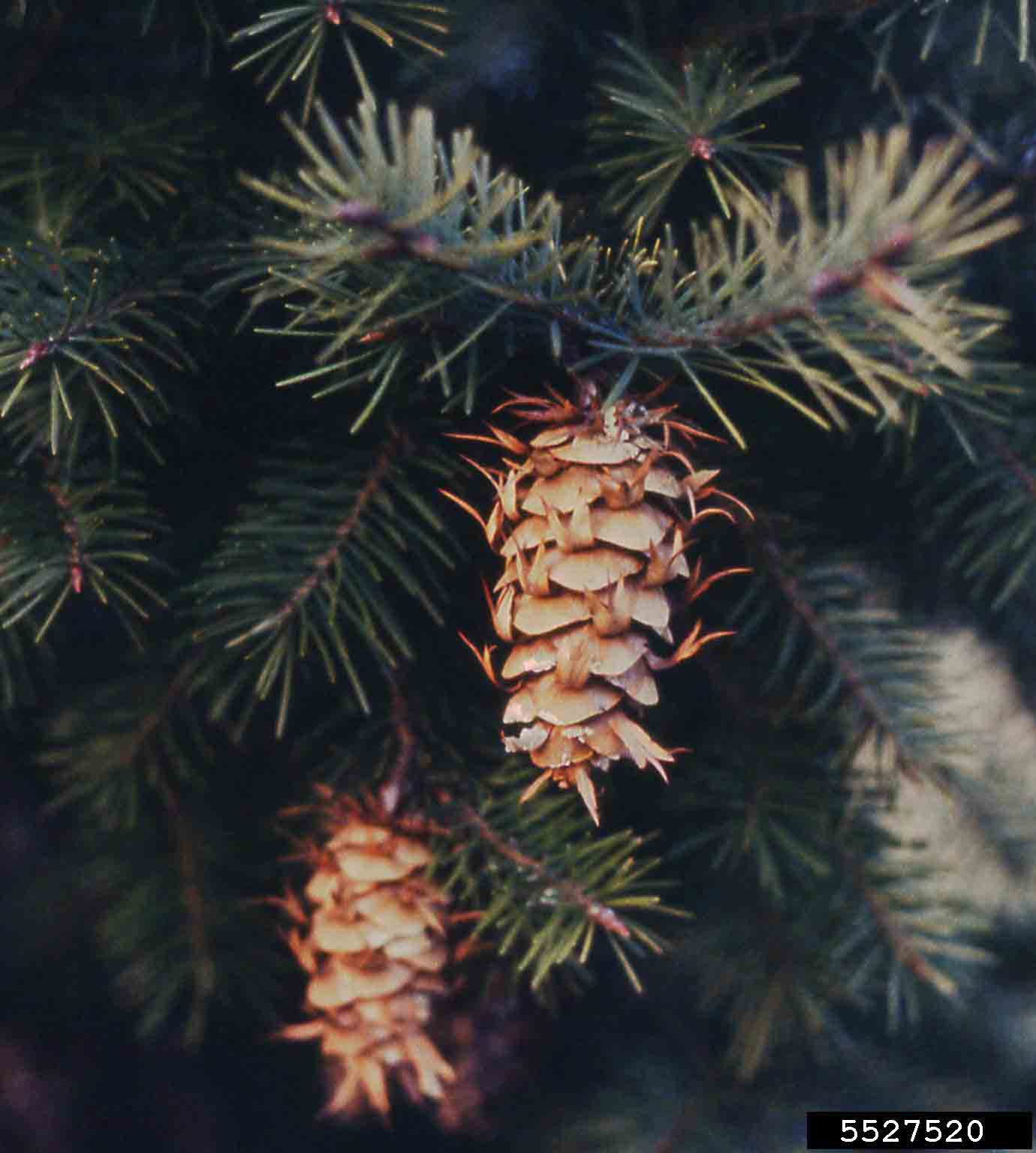 Douglas fir cones