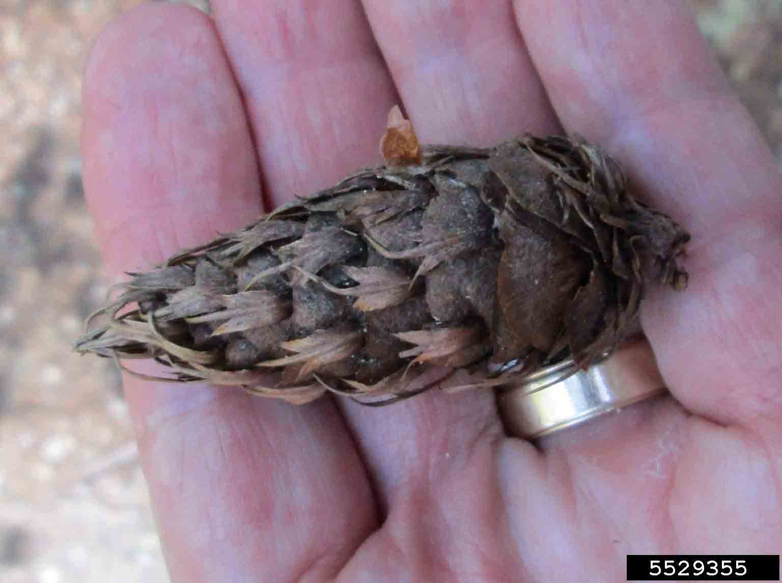 Douglas fir cone