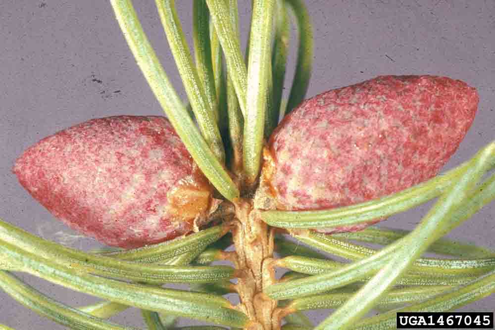 Douglas fir cone