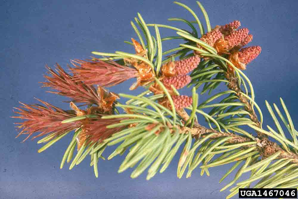 Douglas fir female and male cones