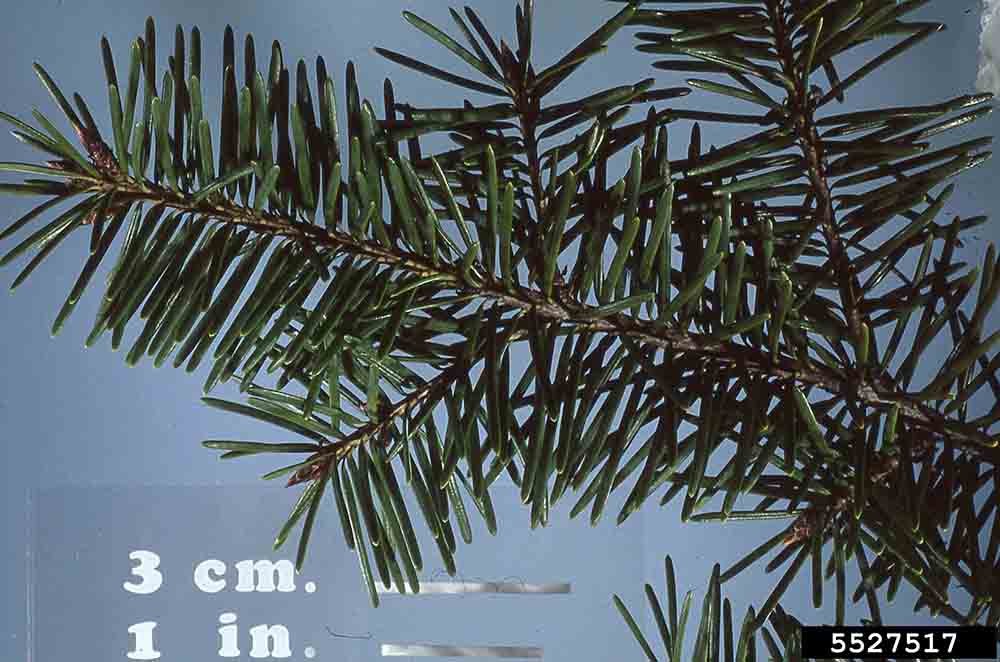 Douglas fir foliage