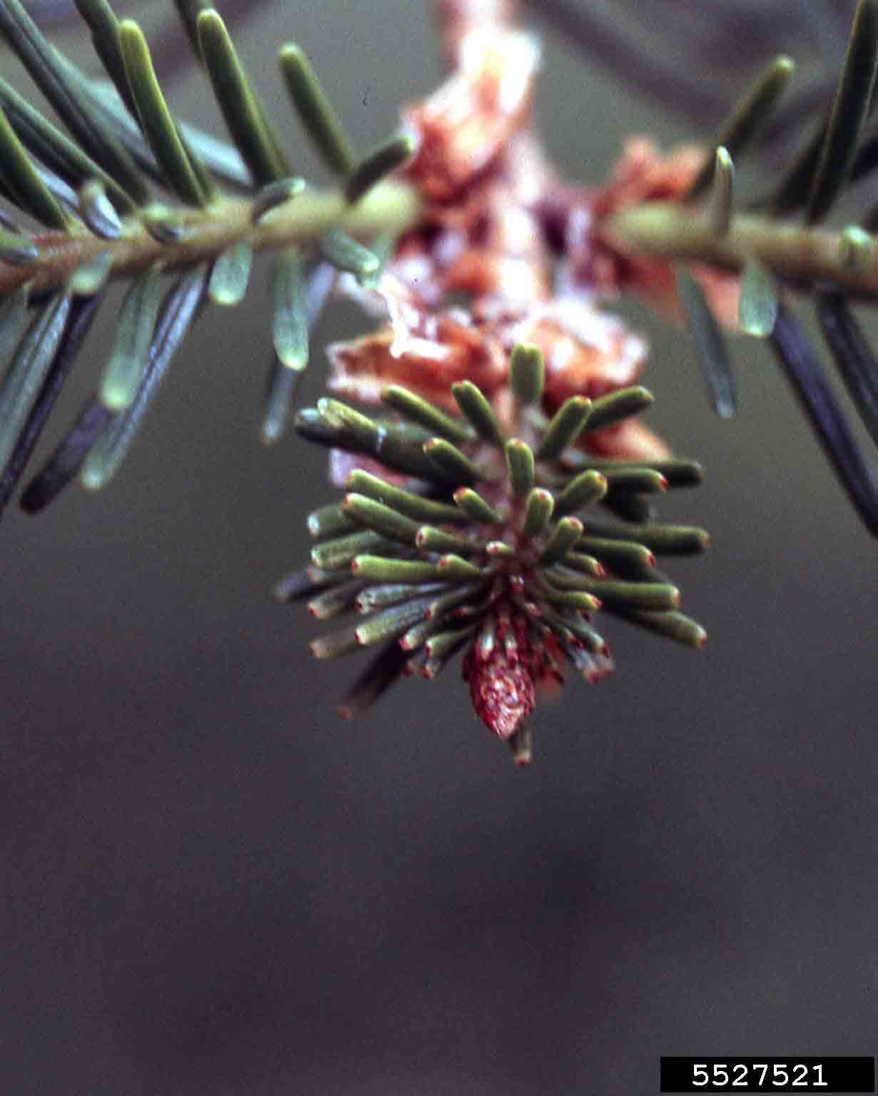 Douglas fir twig with needles and bud