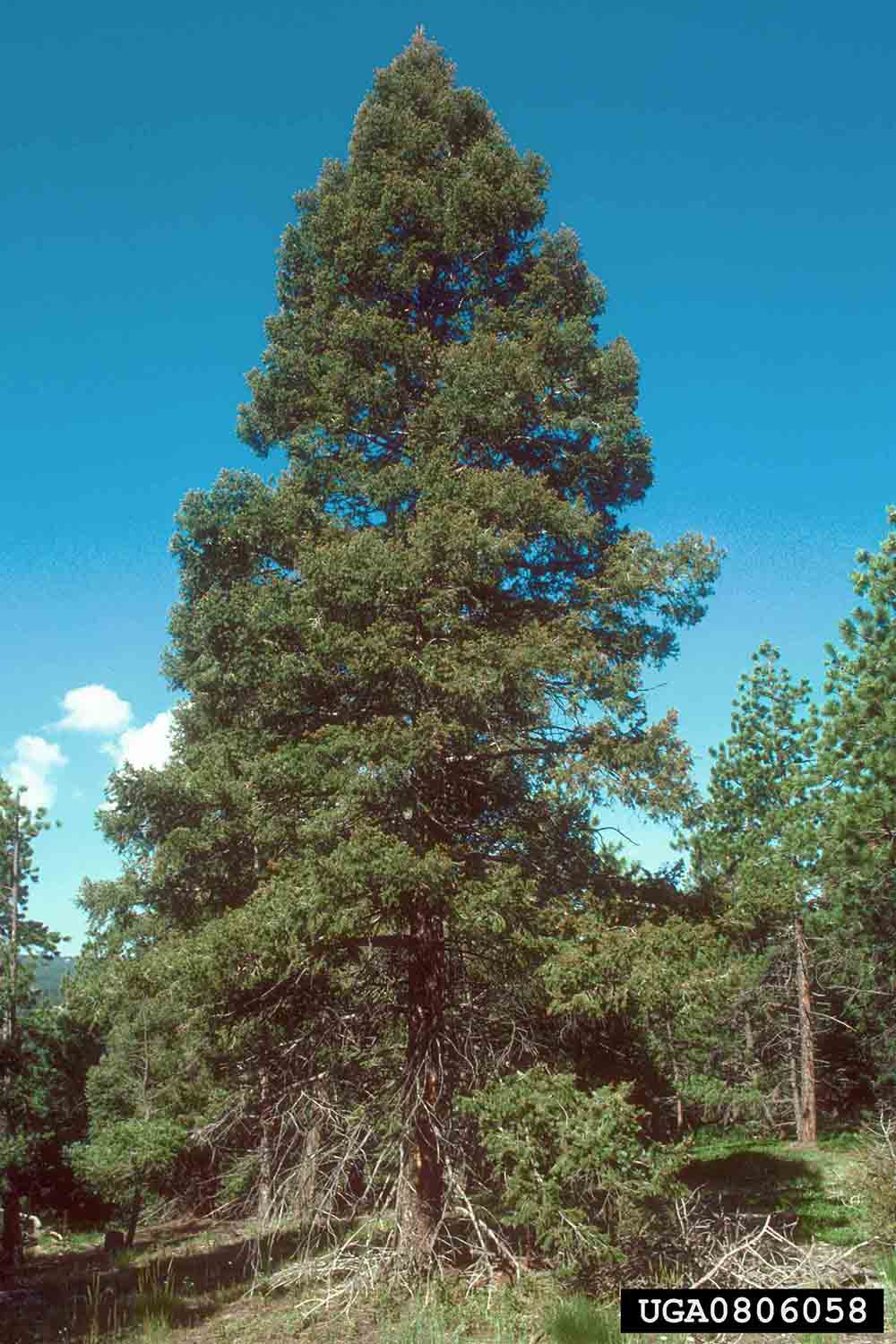 Douglas fir tree
