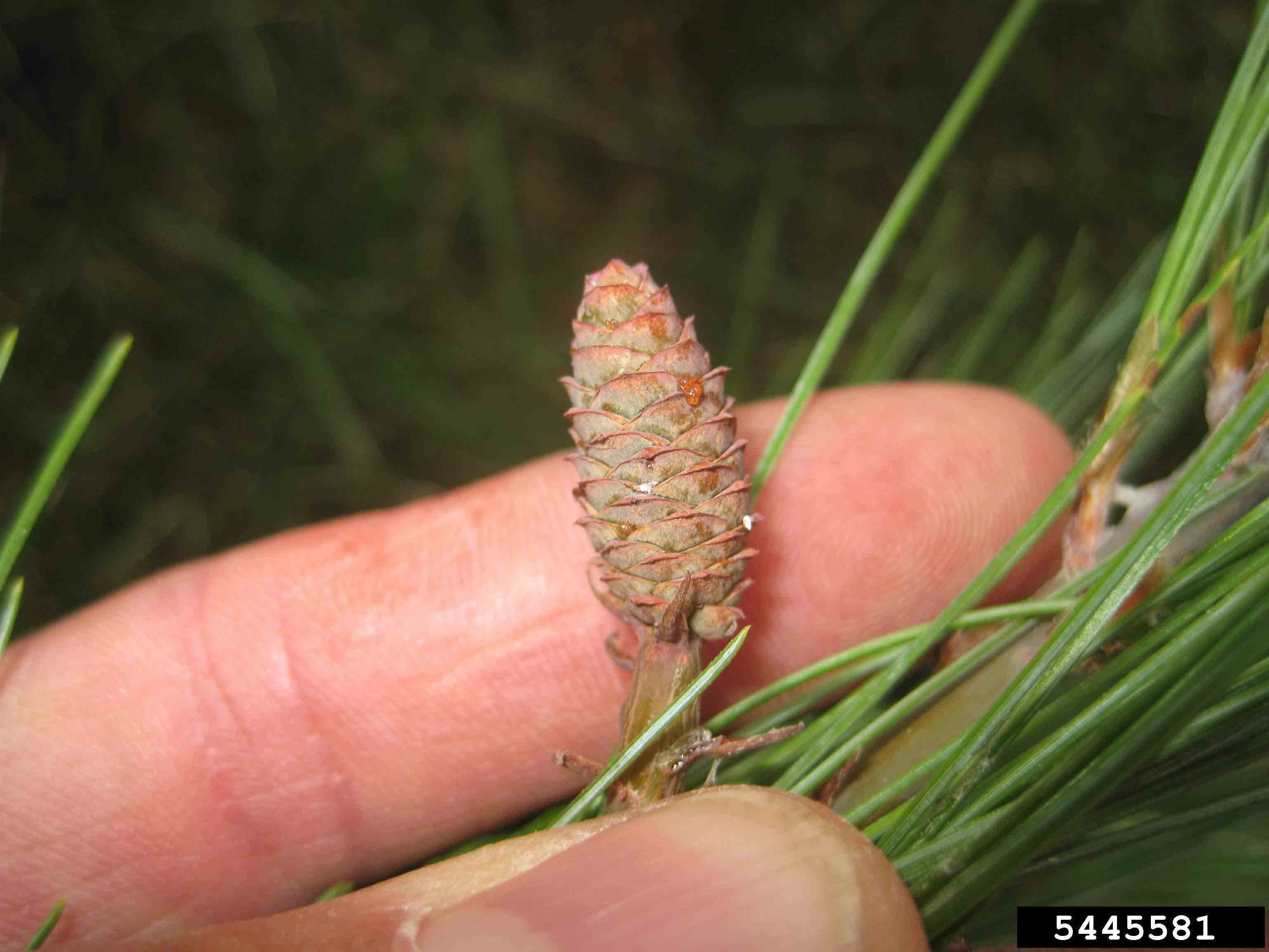 Eastern white pine cone, immature