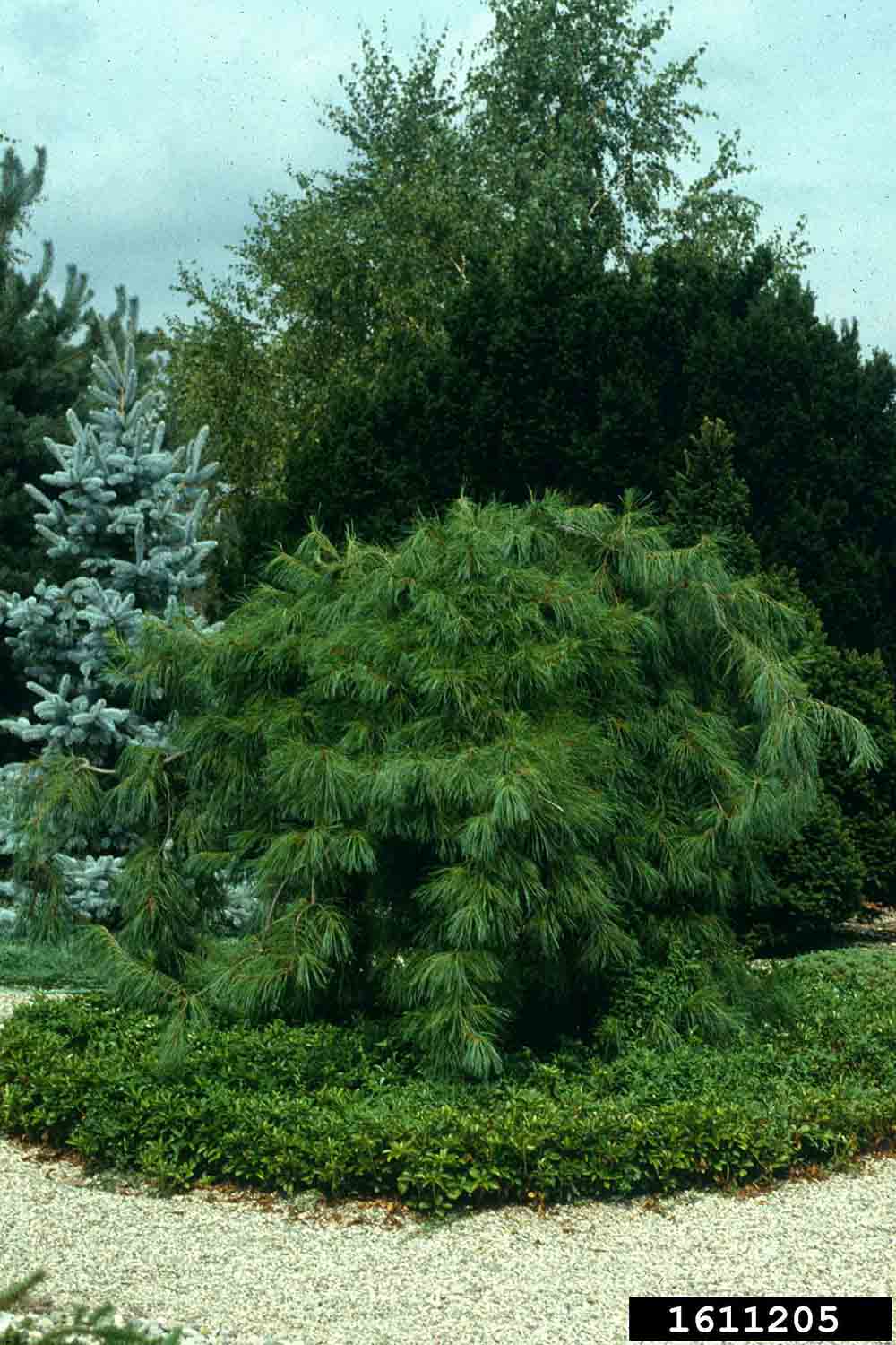 Eastern white pine cultivar