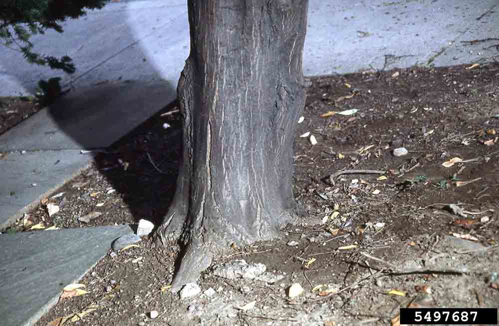 European hornbeam bark on trunk