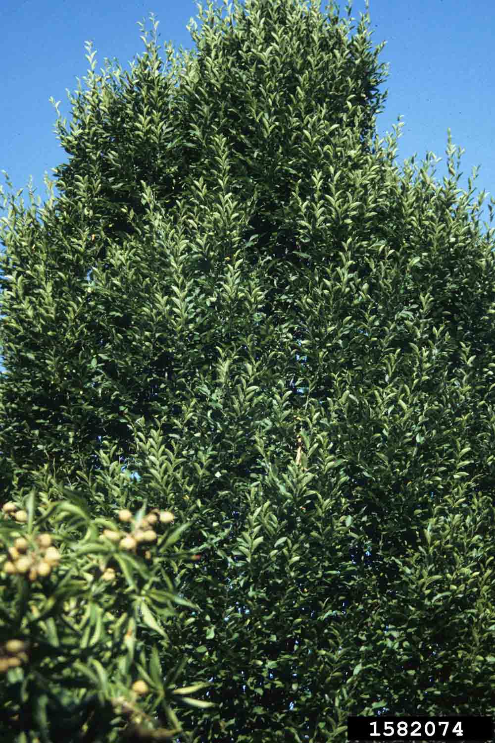 European hornbeam foliage
