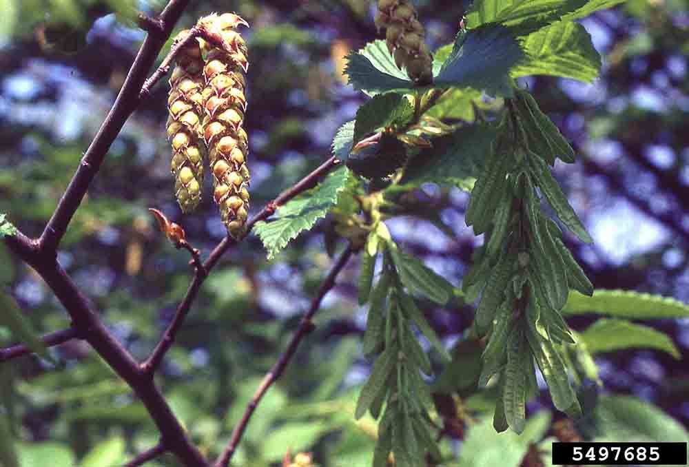 European hornbeam flowers, male on the left and female on the right