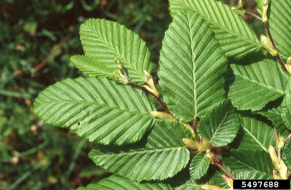 European hornbeam leaves, showing doubly toothed margins and impressed veins