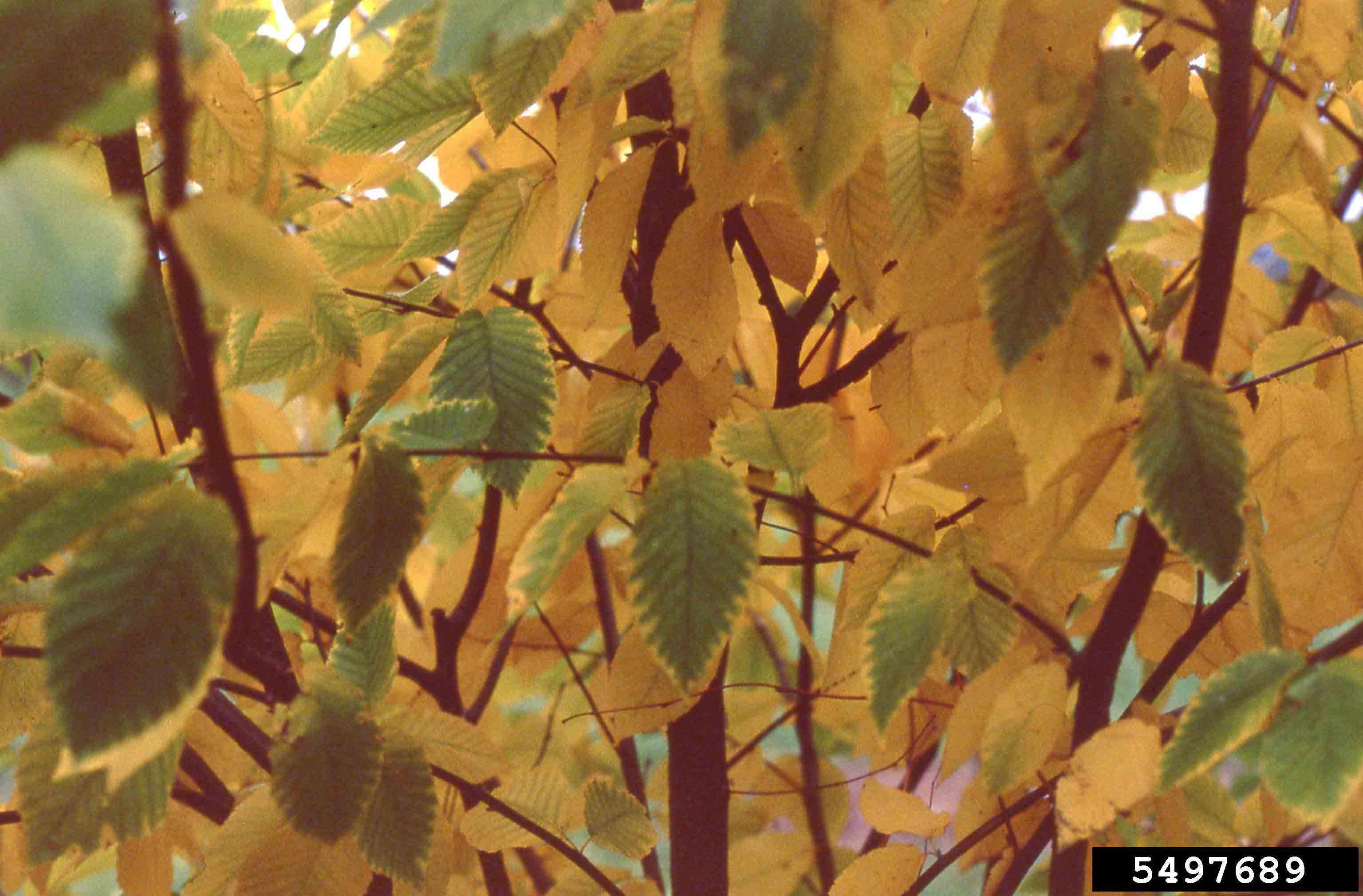 European hornbeam foliage, fall