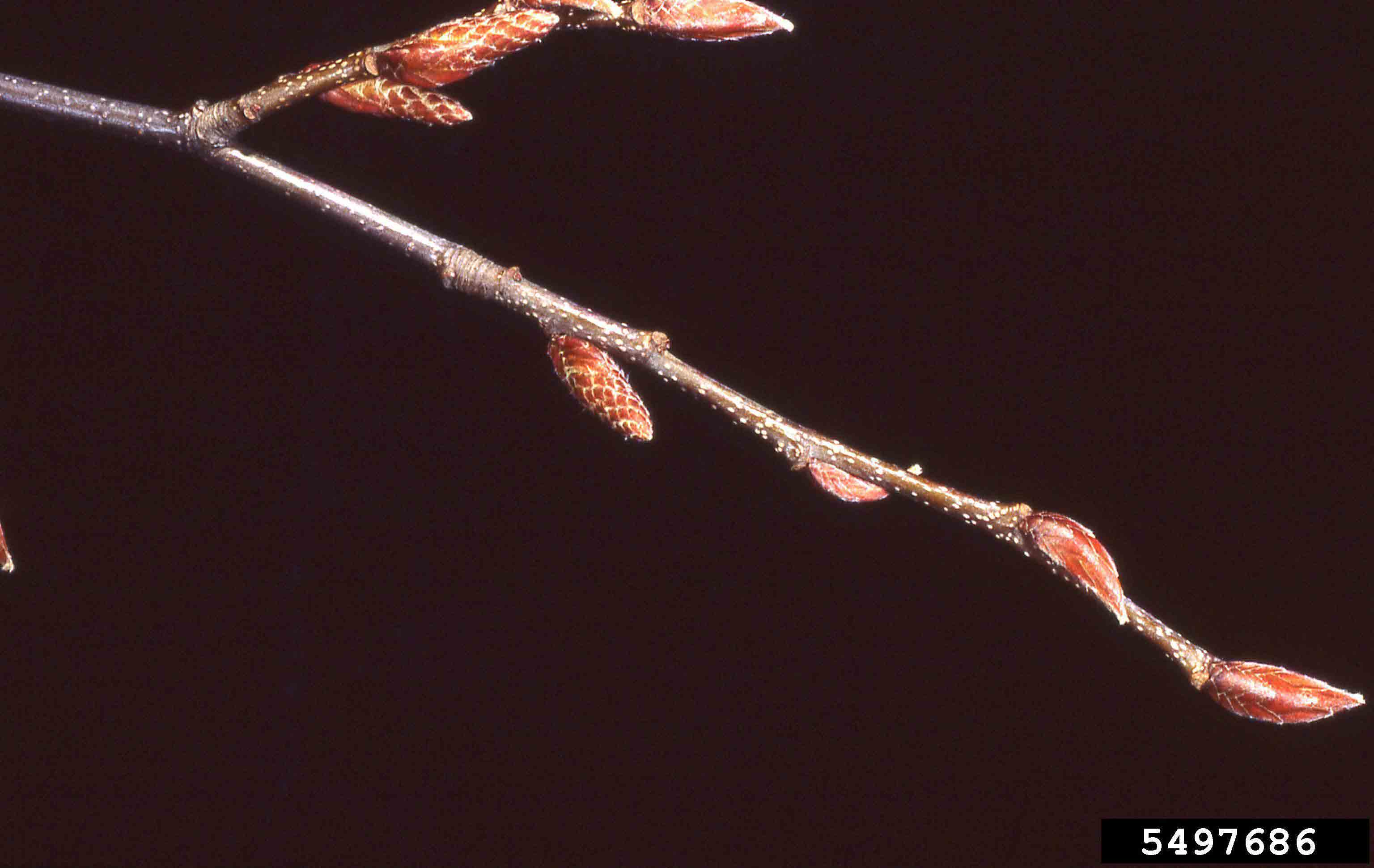 European hornbeam twig with buds