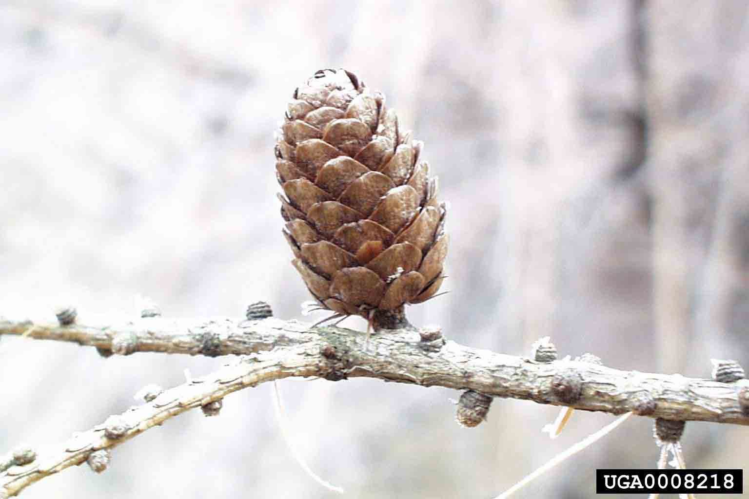European larch cone