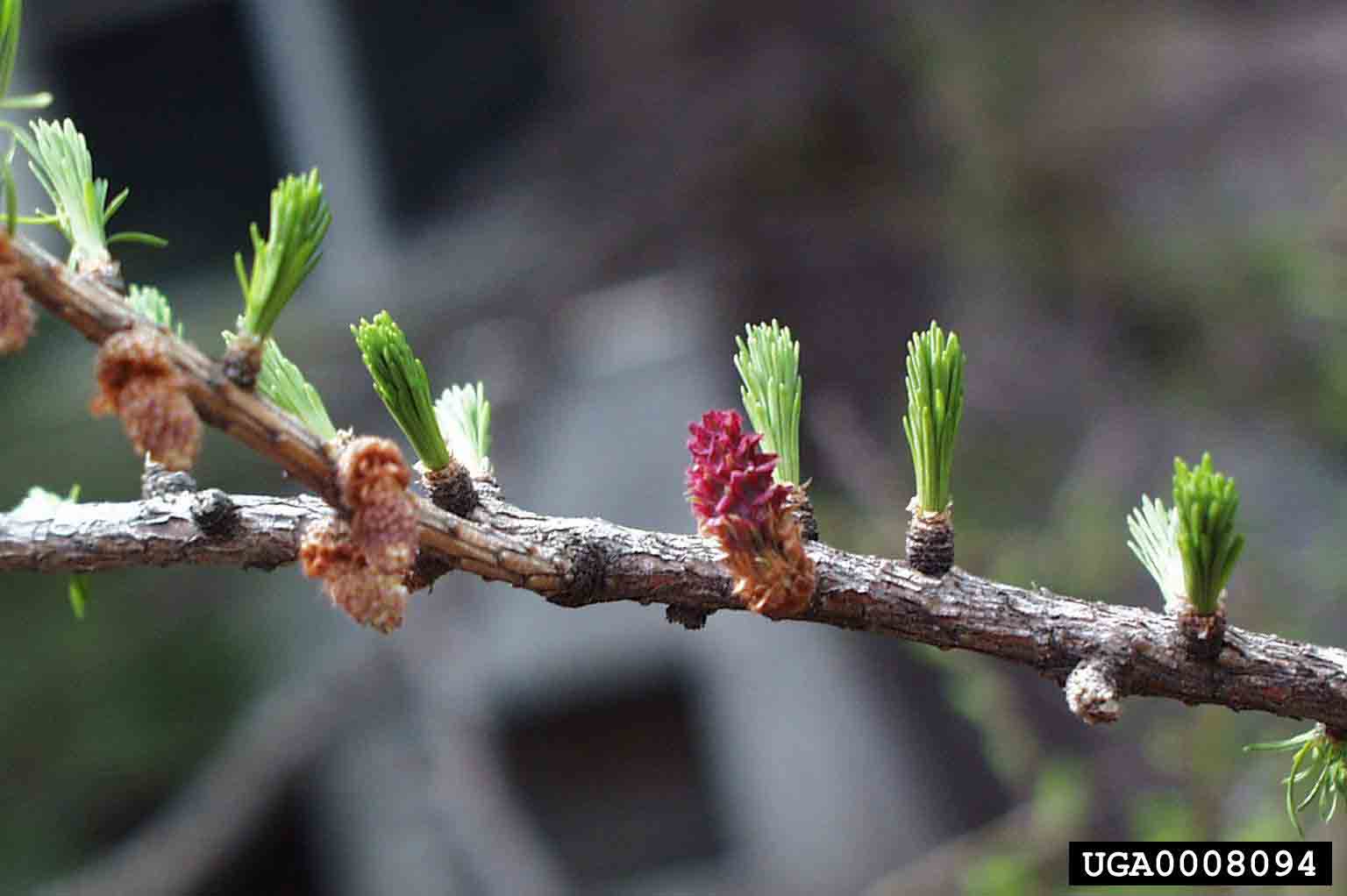 European larch cones and foliage