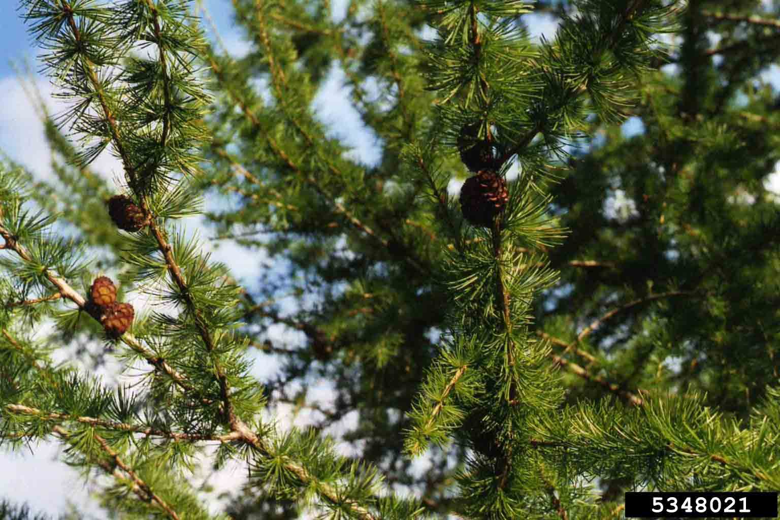 European larch foliage and cones