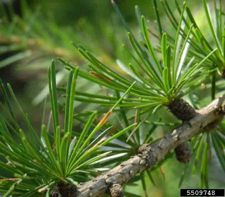 European larch needles, 1" long in tufted clusters