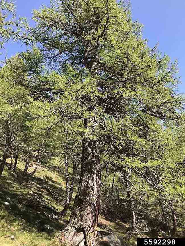 European larch tree