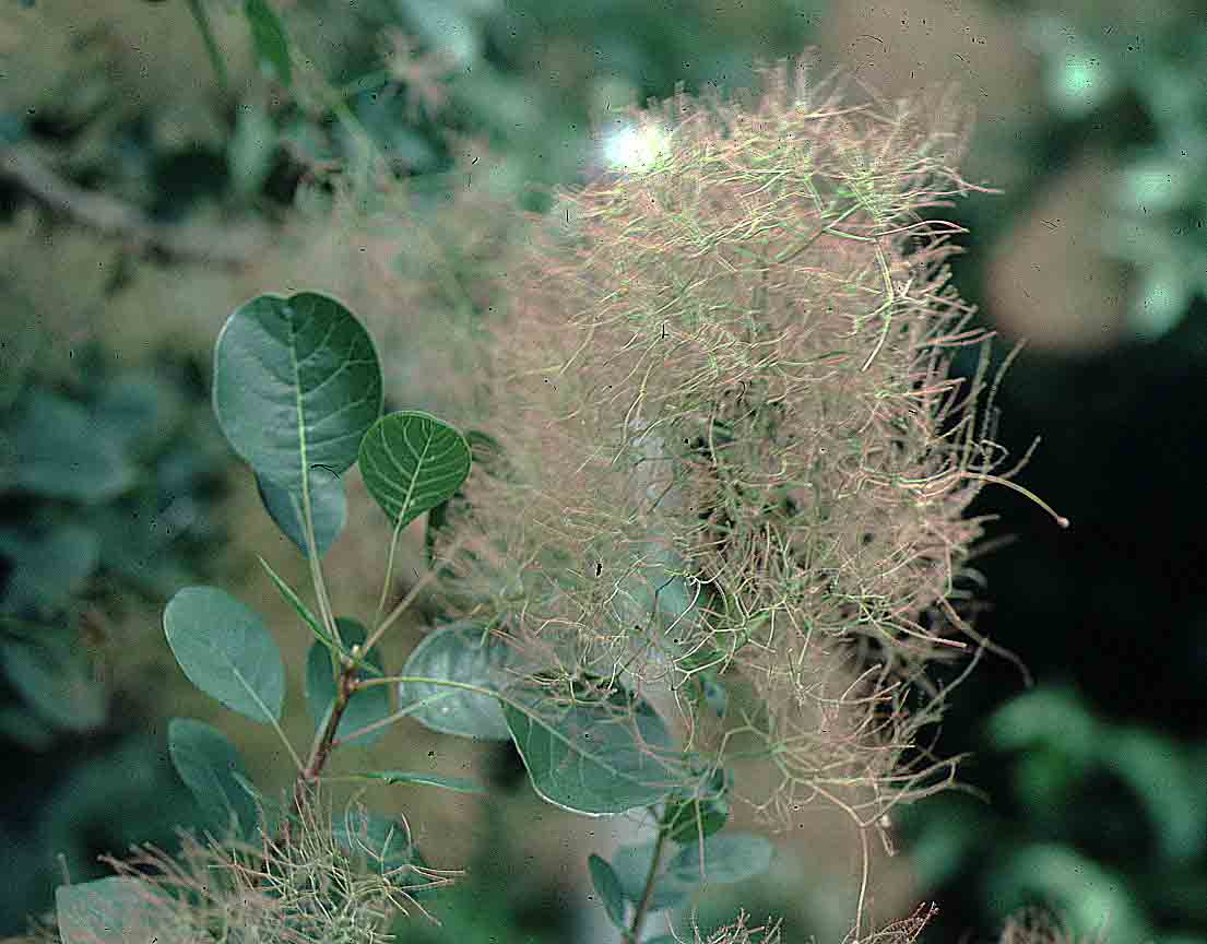 European smoketree flower and foliage