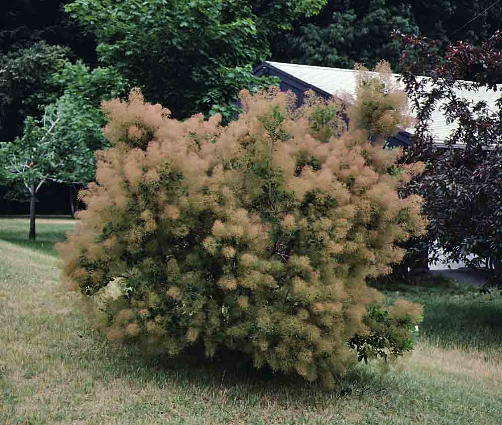 European smoketree form in bloom