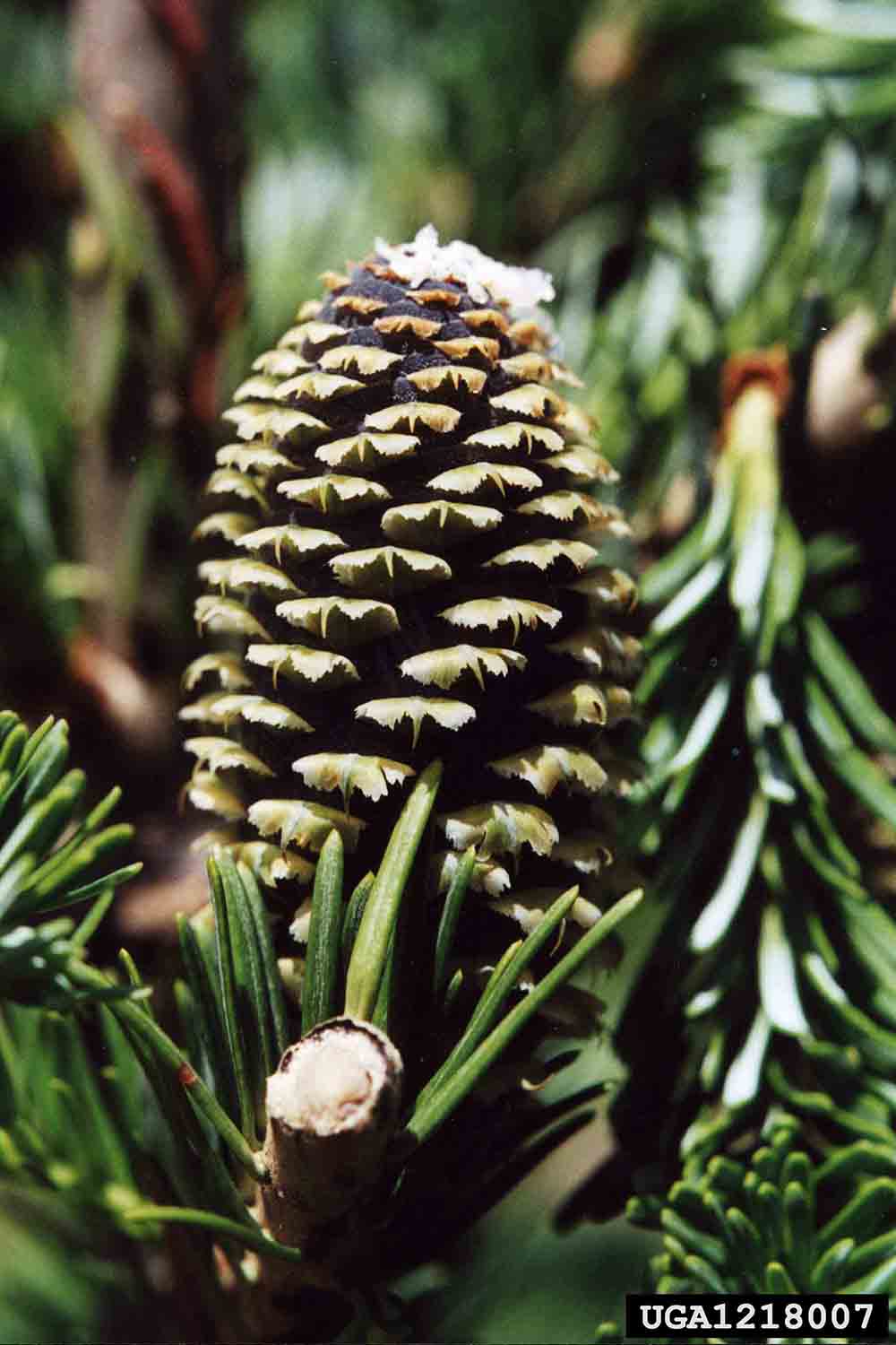 Fraser fir cone