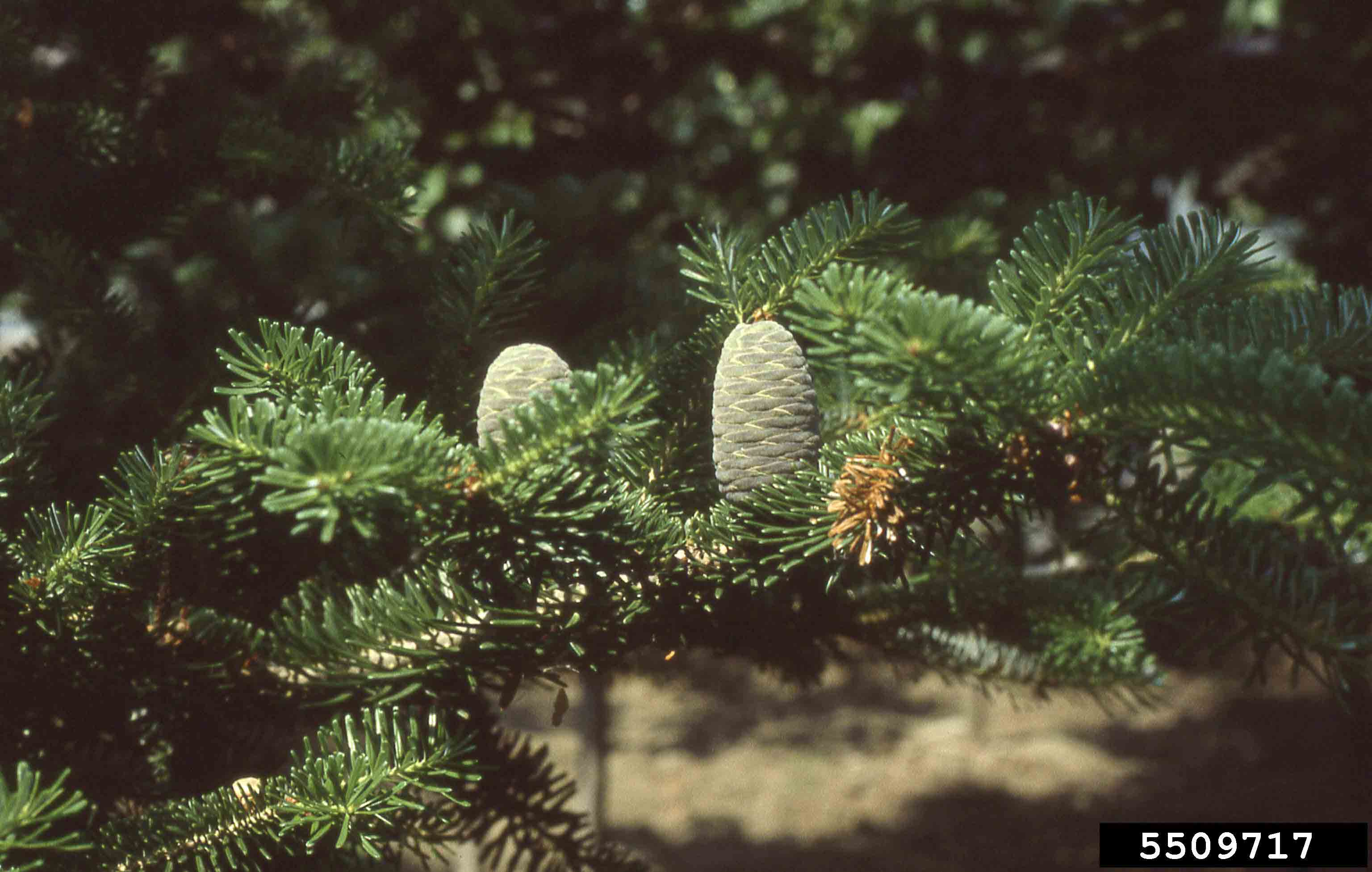 Fraser fir cones
