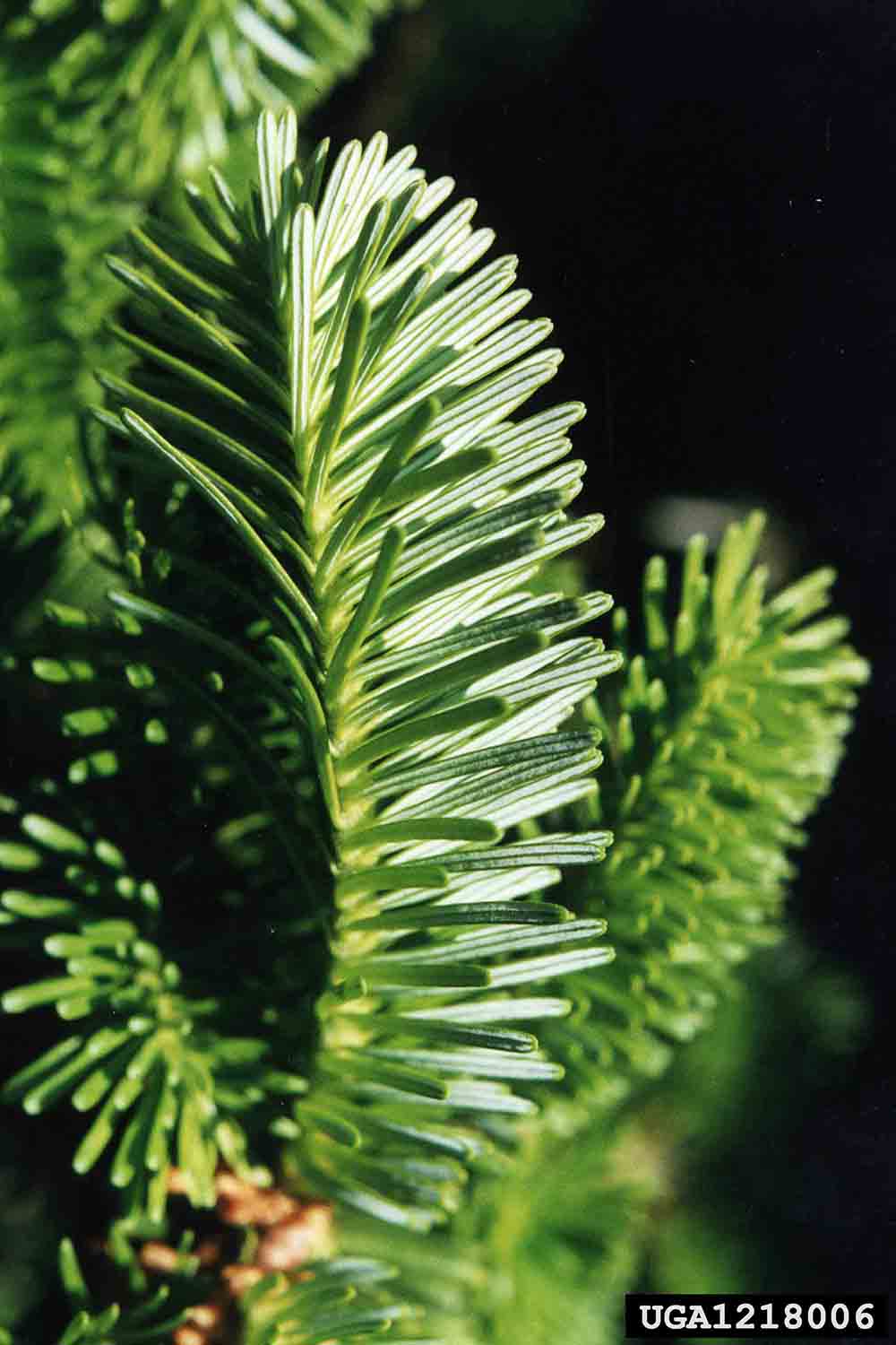 Fraser fir needles, 3/4" long and flat