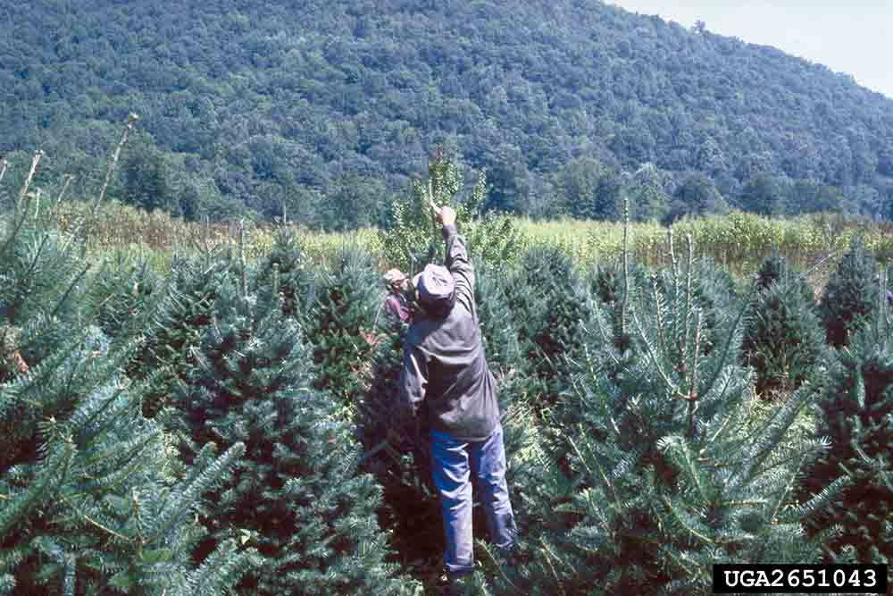 Fraser fir tree farm management