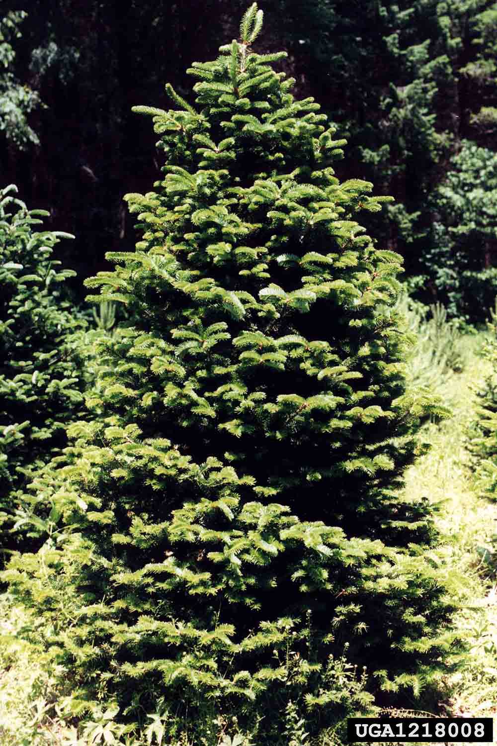Fraser fir tree