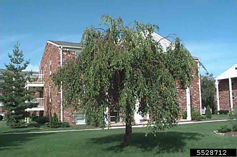 Higan cherry tree